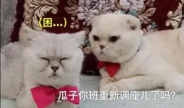 娱乐吃瓜君 刘二豆,娱乐吃瓜界的风云人物